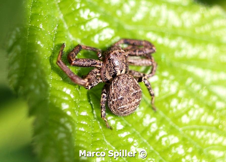 Xysticus sp. - Milano (MI)